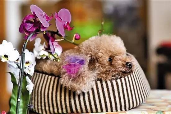 给狗狗染色，需要注意些什么？