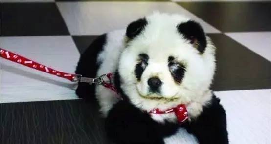 给狗狗染色，需要注意些什么？