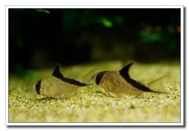 鼠鱼的发病季节,鼠鱼抗病