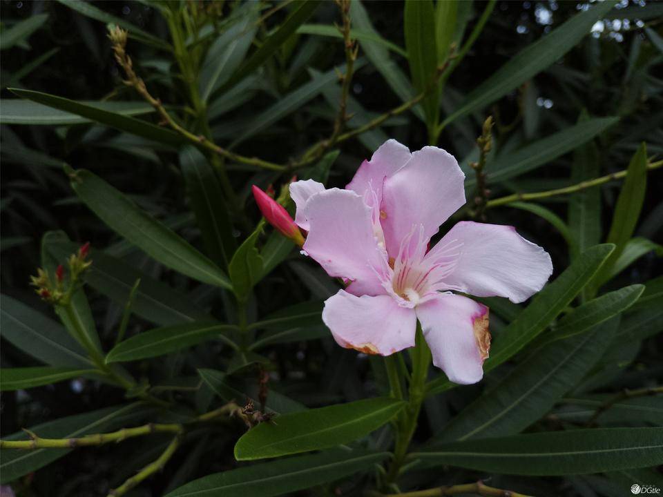 一个男生用美图手机是怎样的体验？