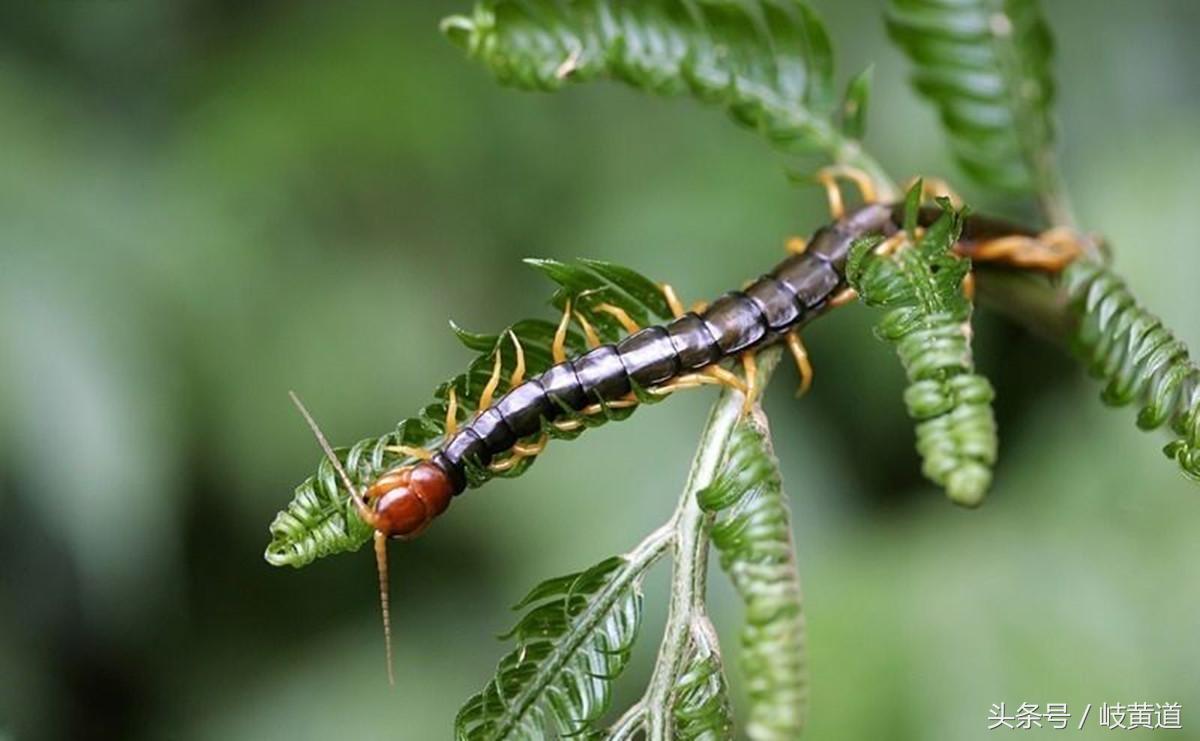 活血化瘀消积液热敷的中药,治寒湿阻络型中药消肿止痛药方