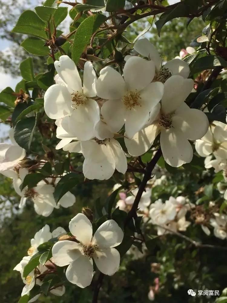 花开花落手机摄影,开到荼蘼花事了在线阅读