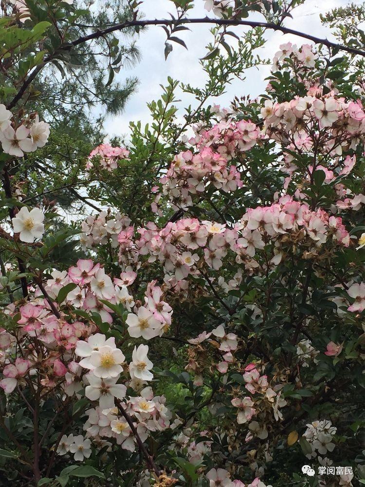 花开花落手机摄影,开到荼蘼花事了在线阅读