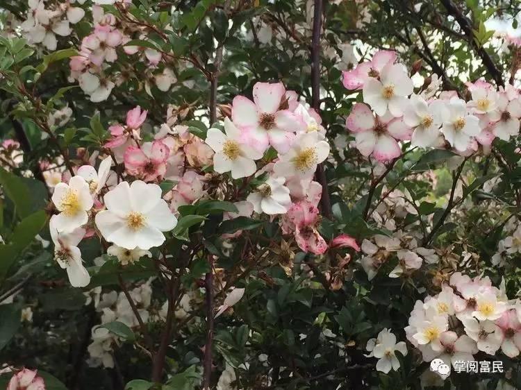 花开花落手机摄影,开到荼蘼花事了在线阅读
