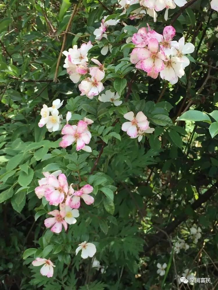 花开花落手机摄影,开到荼蘼花事了在线阅读