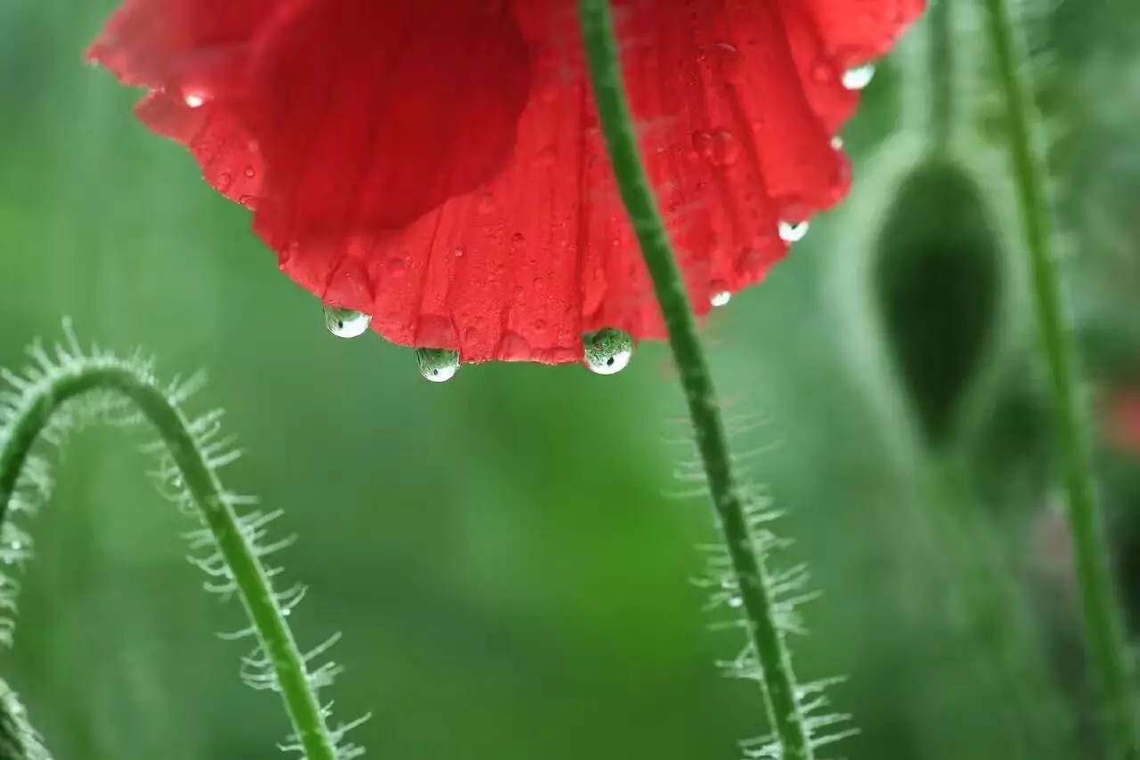 夏天的骄阳十分炎热,夏日的骄阳美歌曲完整版