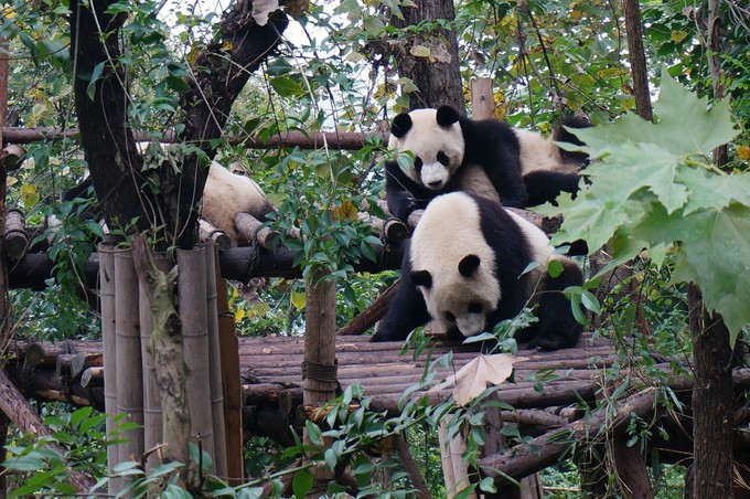 四川九寨沟特产美食,成都九寨美食攻略