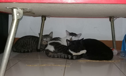 猫咪结扎之后需要注意什么,猫咪结扎前一定要打三联