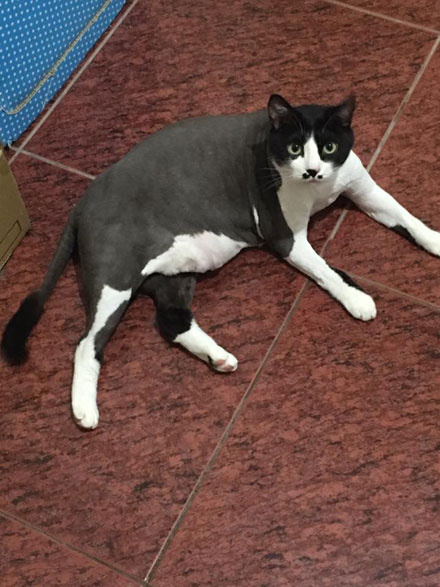 猫咪结扎之后需要注意什么,猫咪结扎前一定要打三联