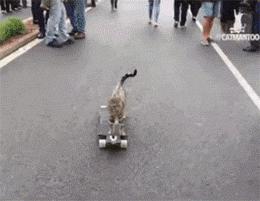 猫咪牙齿被划伤,猫咪牙齿被磕碎了