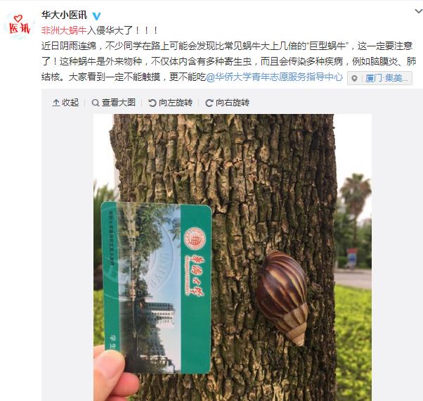 路上出现的大蜗牛,外来物种入侵非洲大蜗牛