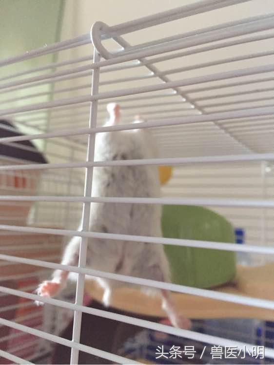 仓鼠中的体操王者，保持这样的姿势半小时，轻而易举
