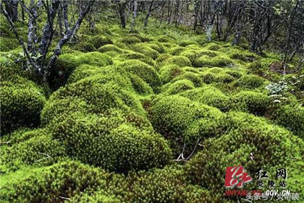 美丽炎陵，一个您想要去而一定要去的地方