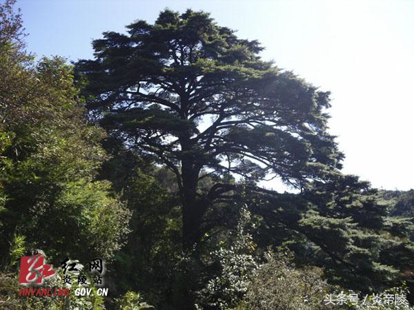 美丽炎陵，一个您想要去而一定要去的地方