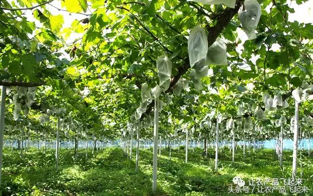 有种葡萄园，卖的不是产品，而是特色