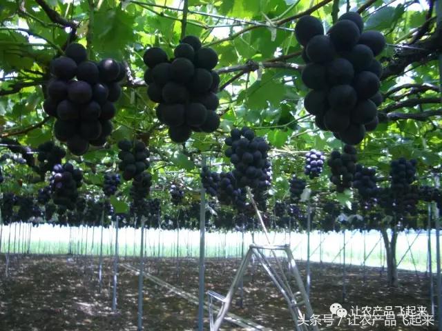 有种葡萄园，卖的不是产品，而是特色