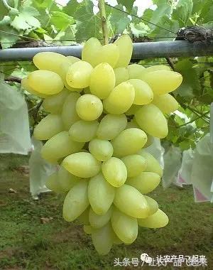 有种葡萄园，卖的不是产品，而是特色