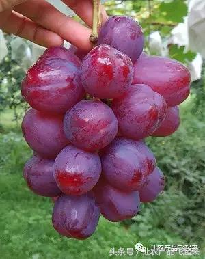 有种葡萄园，卖的不是产品，而是特色