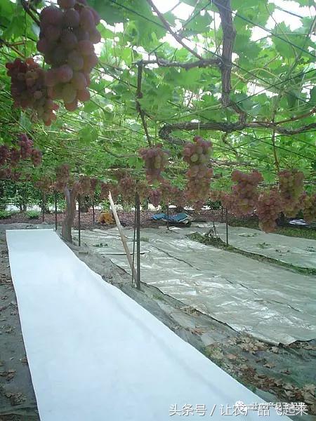 有种葡萄园，卖的不是产品，而是特色