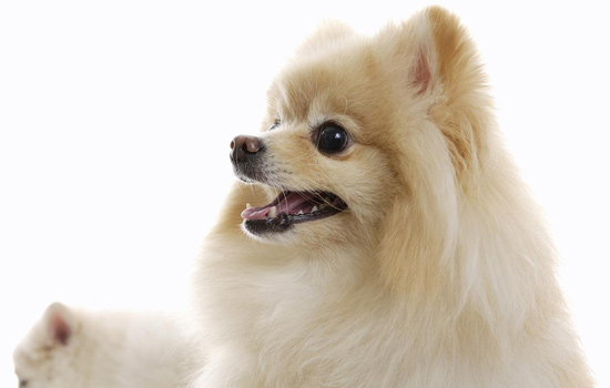 博美不吃狗粮吃正常饭,博美不掉毛狗粮怎么喂好