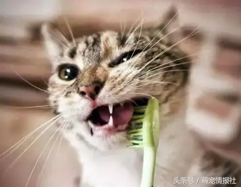 猫咪口臭怎么解决,猫咪牙齿