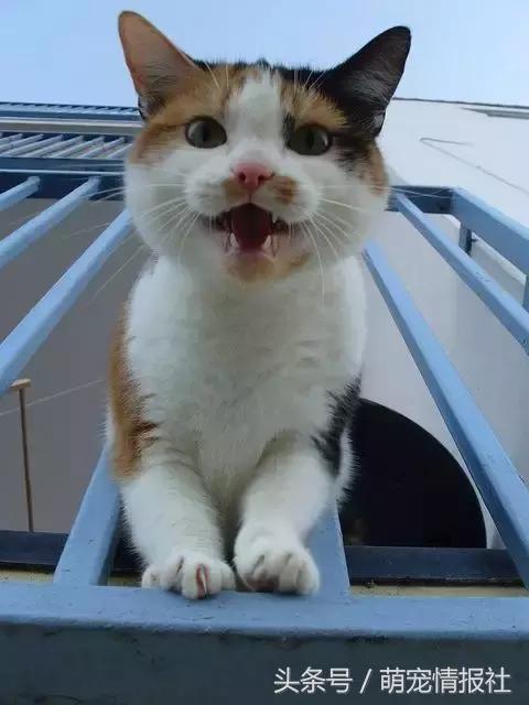 猫咪口臭怎么解决,猫咪牙齿