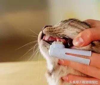 猫咪口臭怎么解决,猫咪牙齿