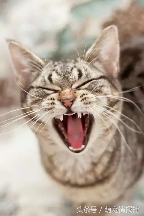 猫咪口臭怎么解决,猫咪牙齿