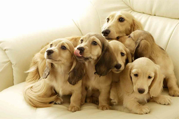 狗狗毛发干枯粗糙怎么办用护毛素,狗狗毛发毛躁怎么护毛