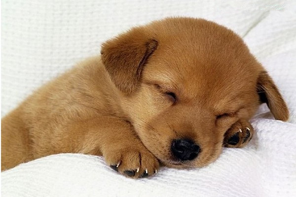 狗狗毛发干枯粗糙怎么办用护毛素,狗狗毛发毛躁怎么护毛