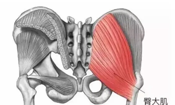 蜜臀肌肉怎么锻炼,练蜜臀的王牌动作