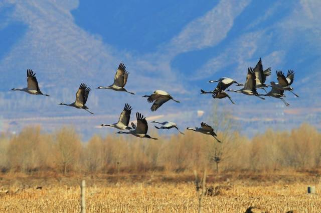 康西草原门票多少,延庆康西草原攻略