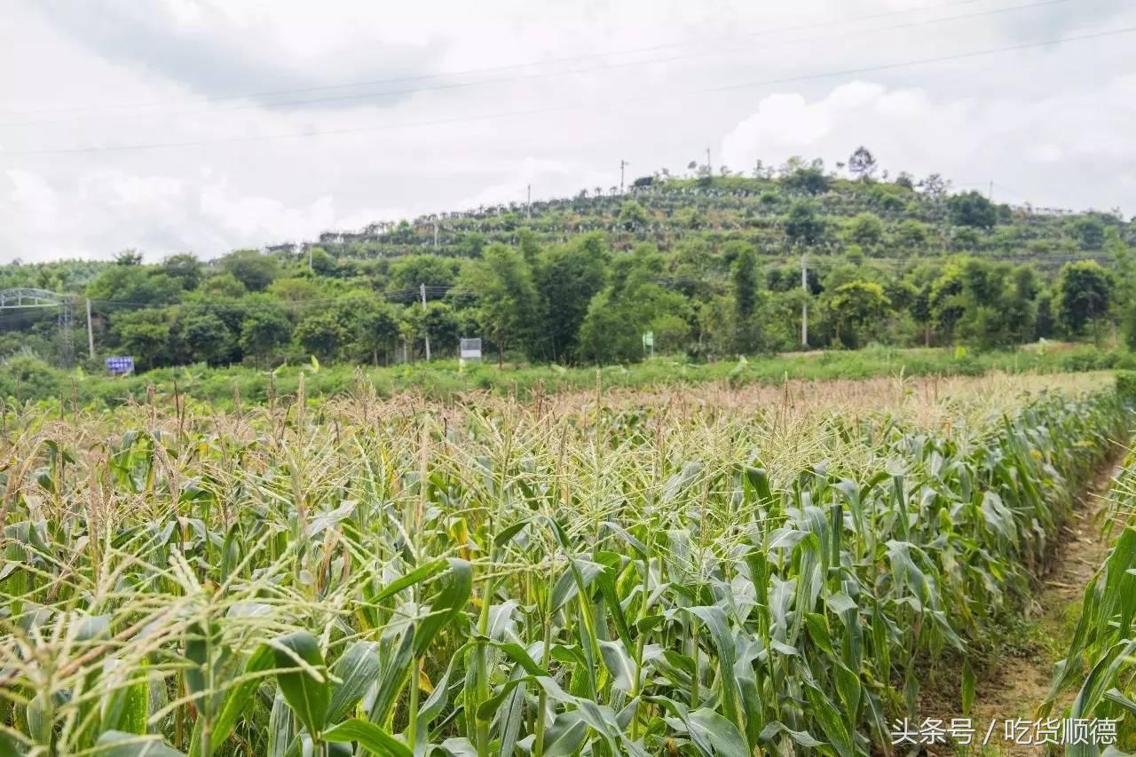 高明可以摘水果的农庄,高明60亩农庄
