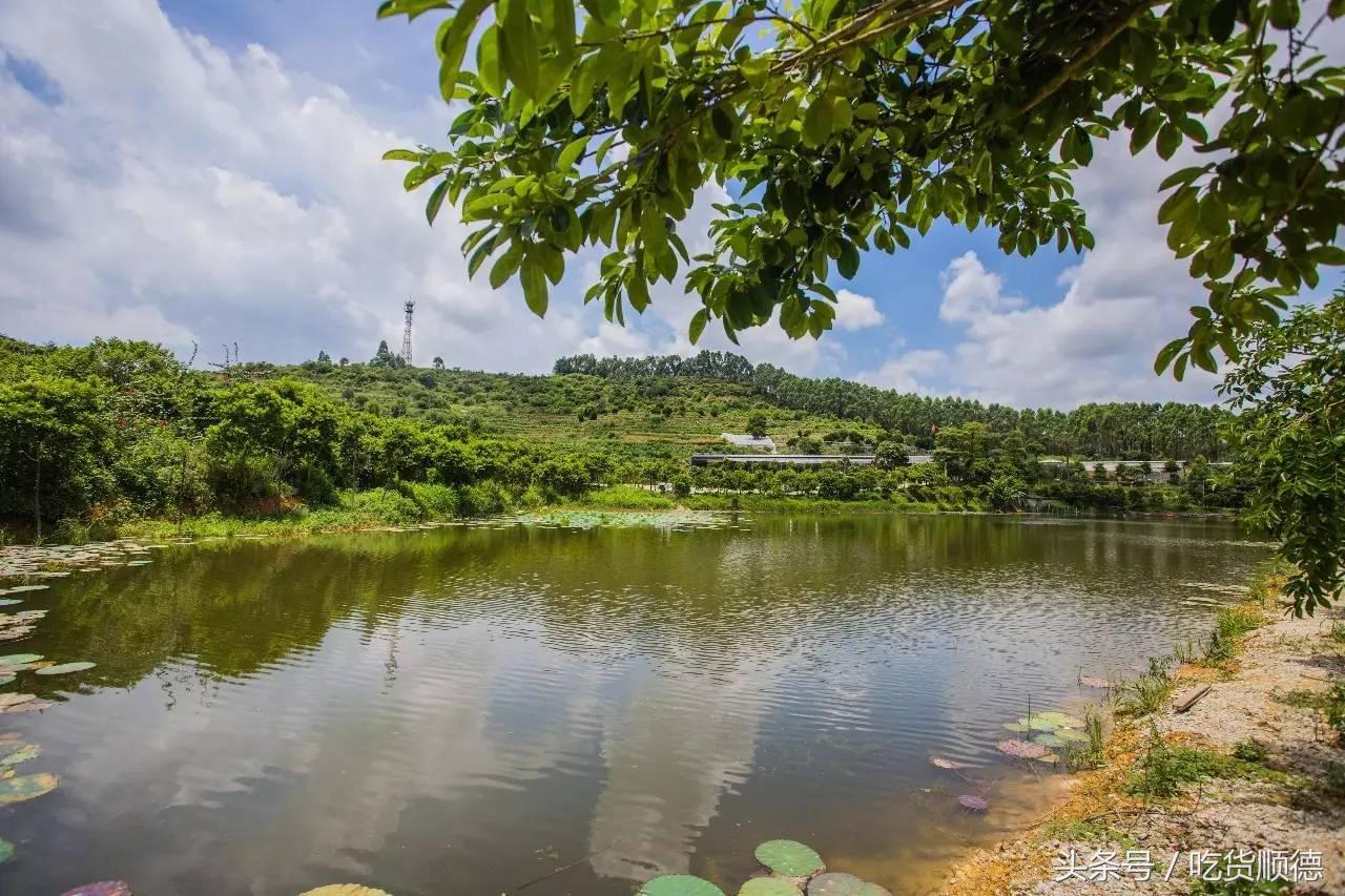 高明可以摘水果的农庄,高明60亩农庄