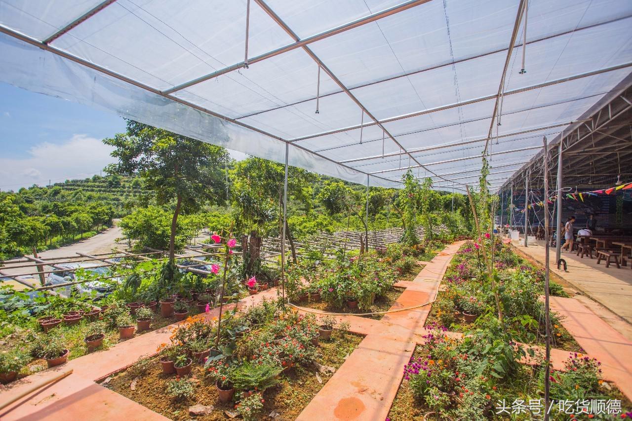 高明可以摘水果的农庄,高明60亩农庄