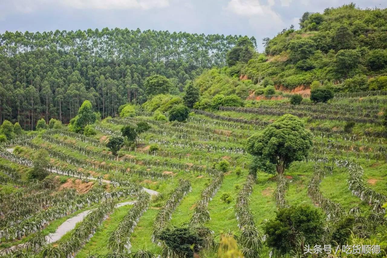高明可以摘水果的农庄,高明60亩农庄