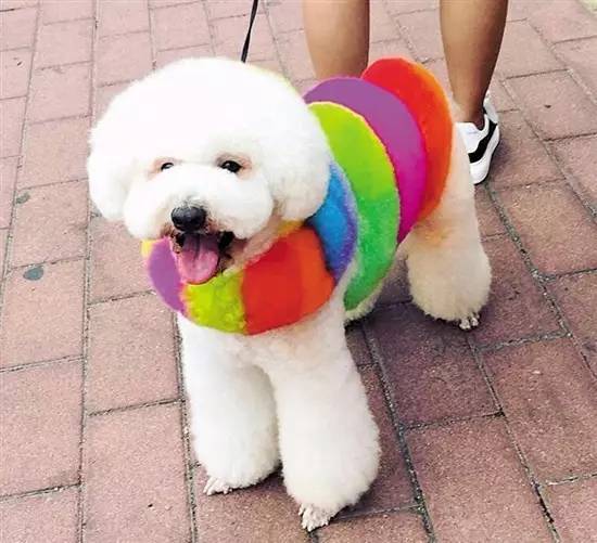 给狗狗染色，需要注意些什么？