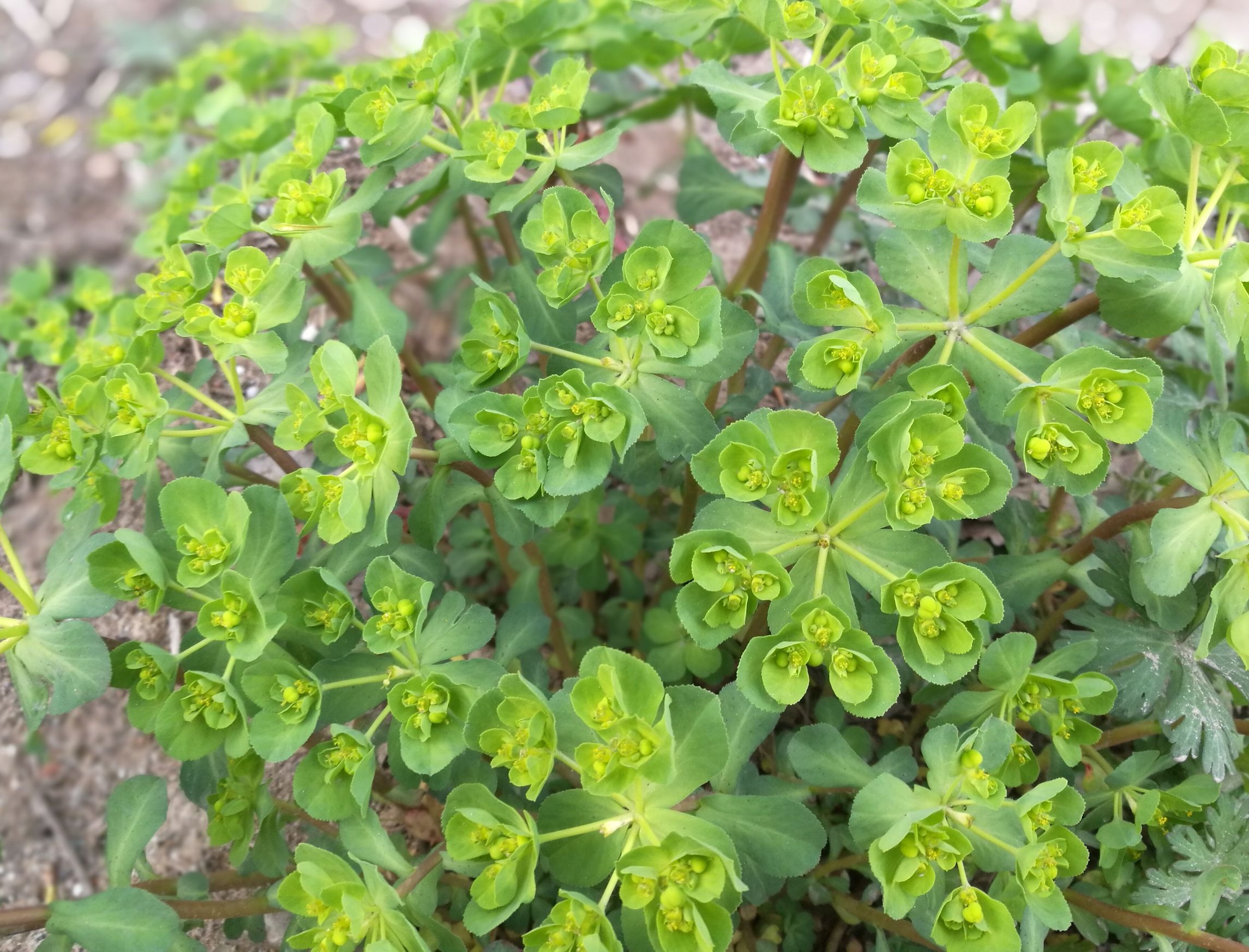 闲鱼几百元荣耀v8,闲鱼1000元荣耀v7