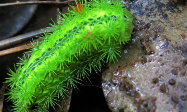 有毒毛虫蜇人怎么解毒,毒虫蛰了痛疼难忍怎么办