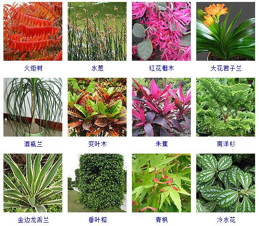 常见花卉盆栽100种,盆栽什么品种花草最好养