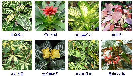 常见花卉盆栽100种,盆栽什么品种花草最好养