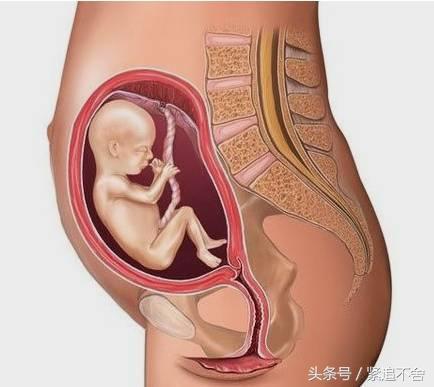 超萌龙凤胎宝宝图片,孕1到9周胎儿发育全过程