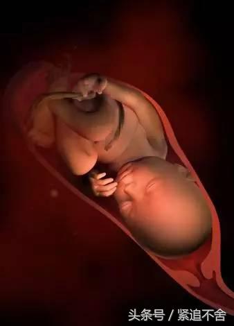 超萌龙凤胎宝宝图片,孕1到9周胎儿发育全过程
