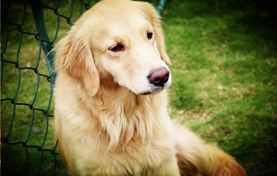 金毛最营养的犬粮配方,如何自制金毛幼犬粮