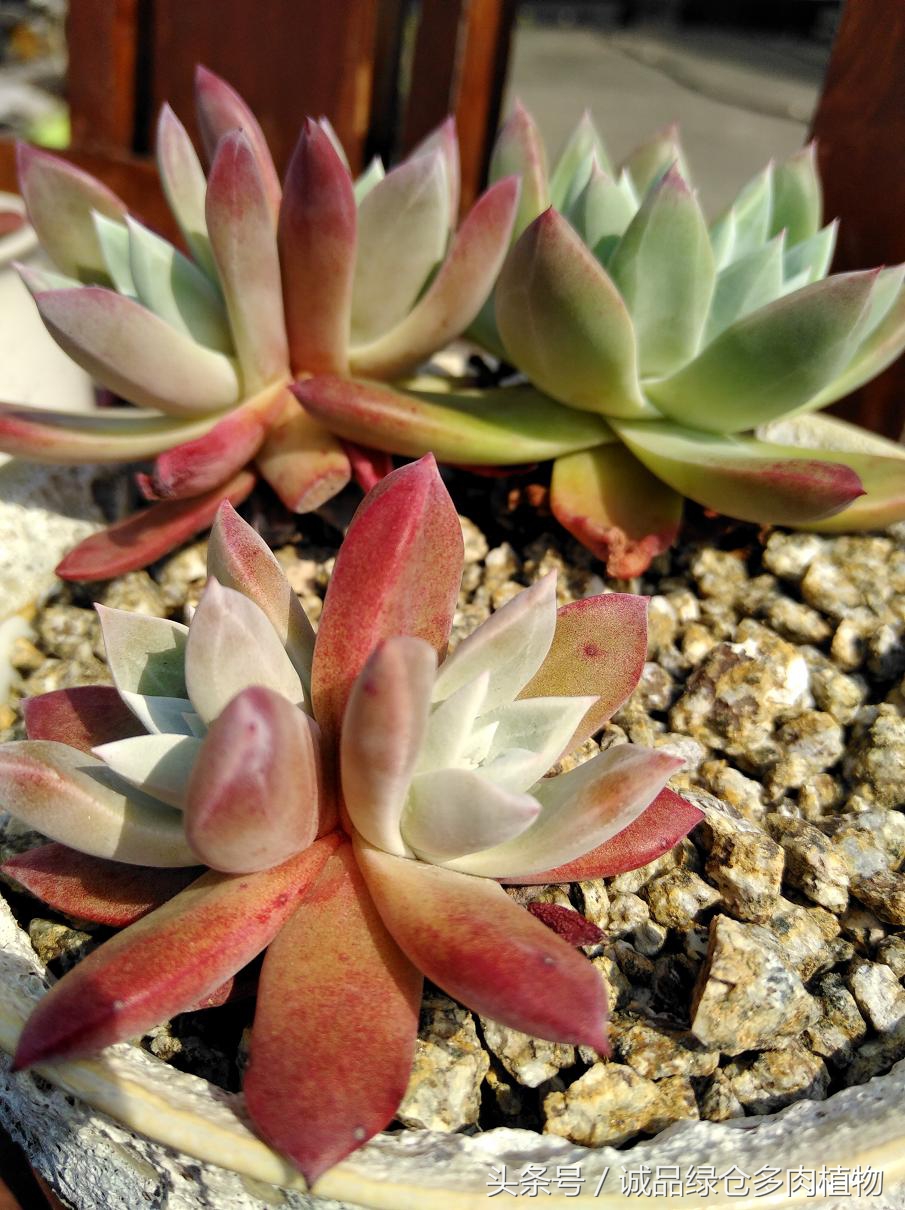 历害了，难道是假包邮区？还在露养呢