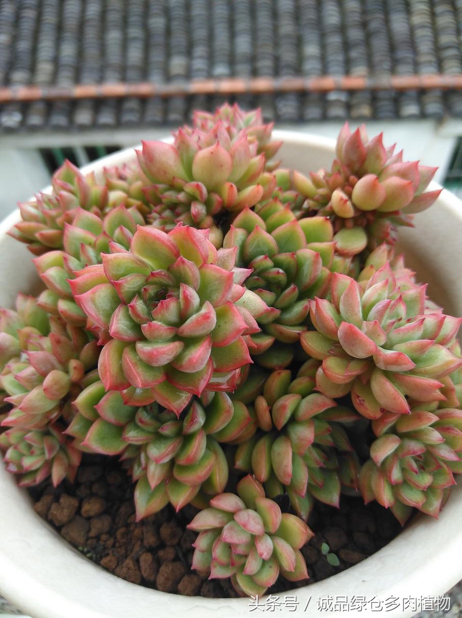 历害了，难道是假包邮区？还在露养呢