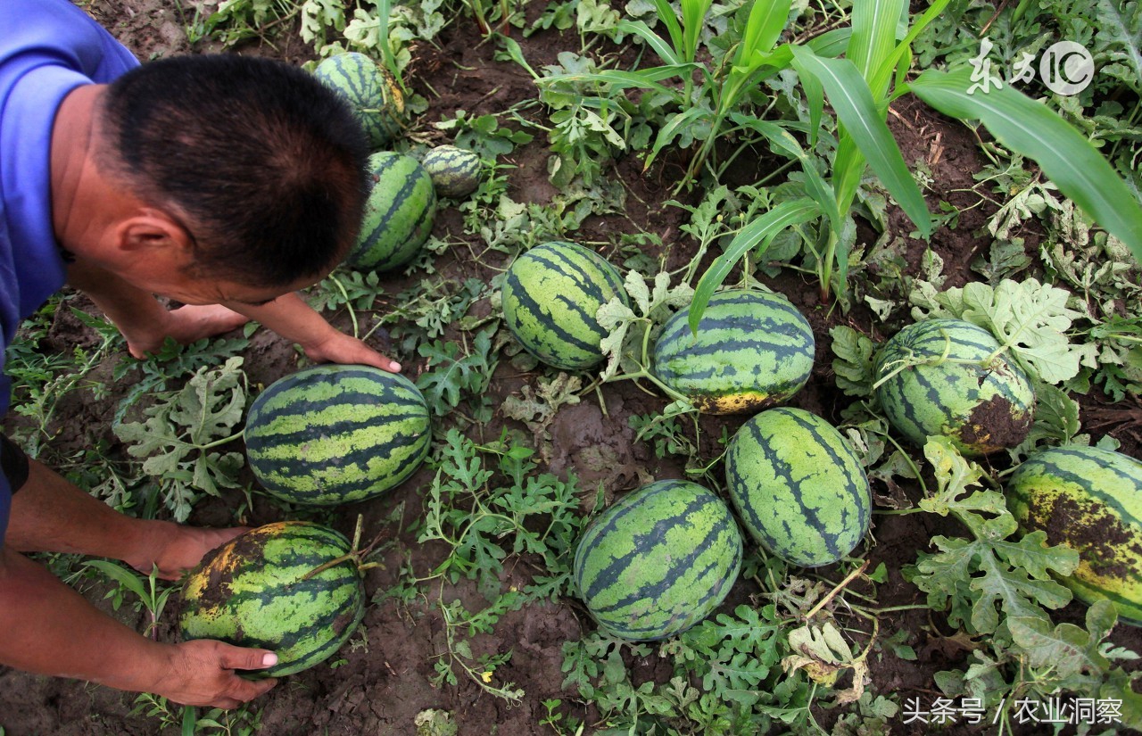 老瓜农种植西瓜诀窍,老下雨西瓜开花结果怎么办