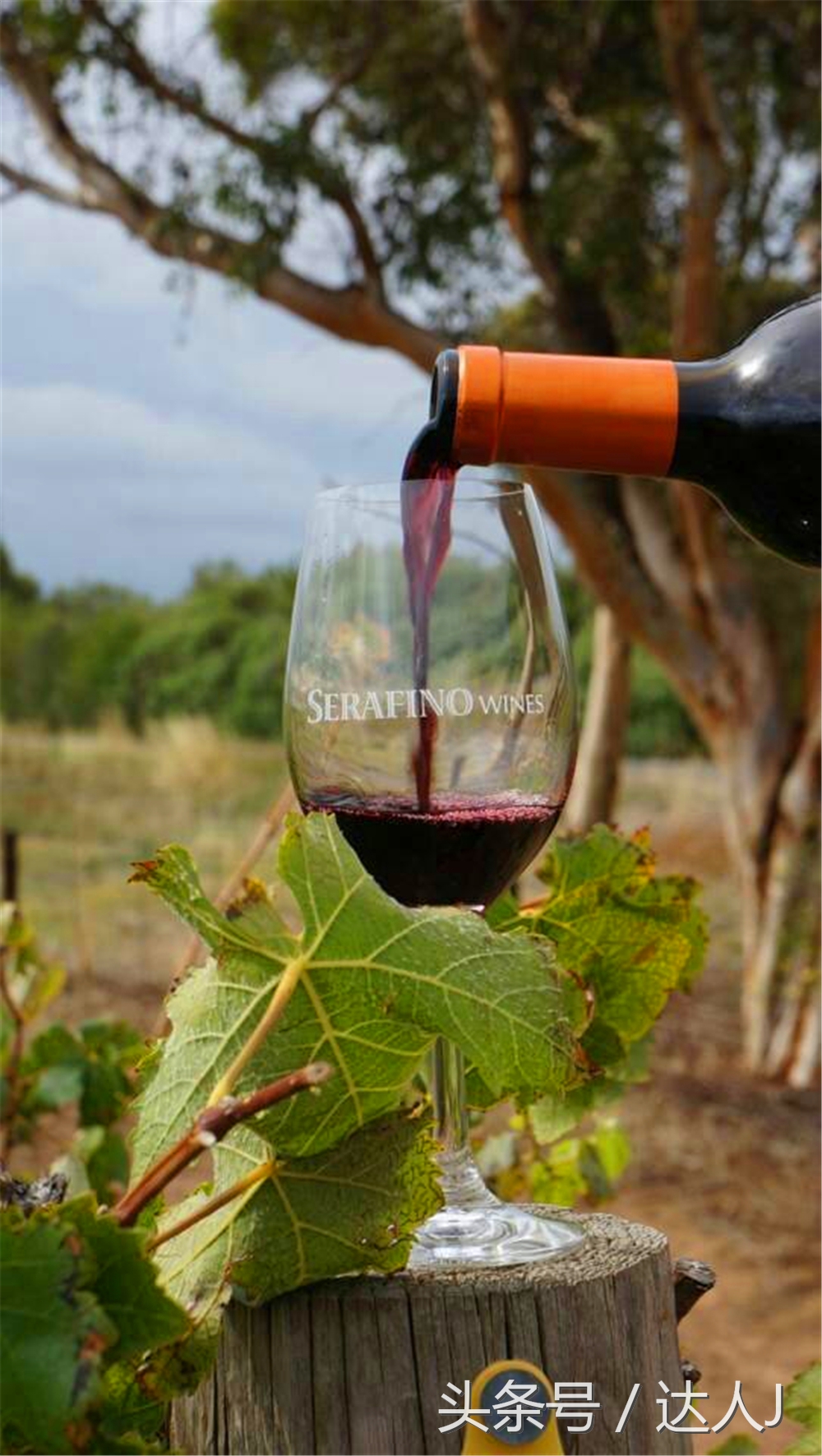 澳洲阿德莱德vs悉尼fc,阿德莱德对澳洲悉尼