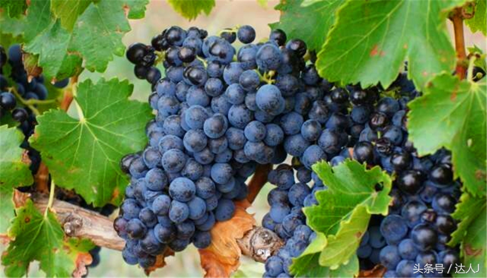 澳洲阿德莱德vs悉尼fc,阿德莱德对澳洲悉尼