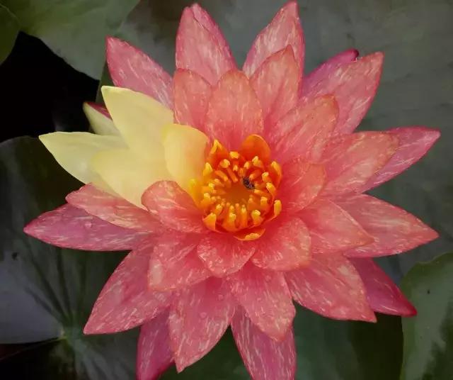 绿色的西双版纳,绿色的西双版纳完整版